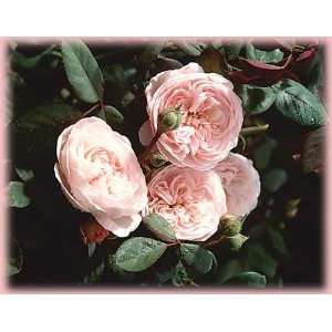   Hamilton (Rosa English Rose)   Bare Root Rose Patio, Lawn & Garden