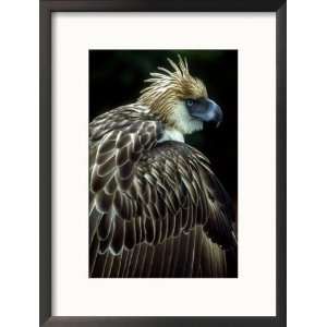  Philippine Eagle, Philippines Art Styles Framed 