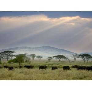 African Buffalo, Serengeti National Park, Tanzania Travel Photographic 