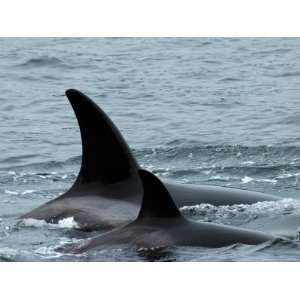 Killer Whales in Johnstone Strait near Vancounver Island Stretched 