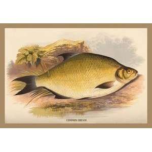  Vintage Art Common Bream   15608 2