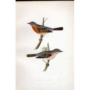  Sub Apline Warbler Bree H/C 1875 Old Prints Birds