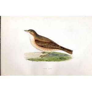  Desert Lark Bree H/C 1875 Old Prints Birds Europe