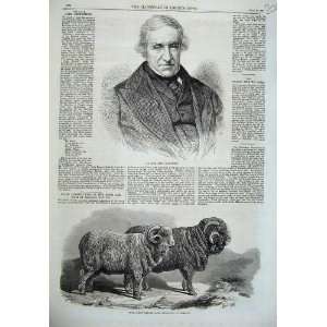  Lord Broughton 1869 Saxon Marino Rams Sheep Breslau