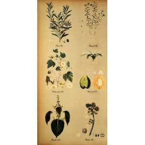  1942 Print Natural History Herb Botanical Olive Oil 