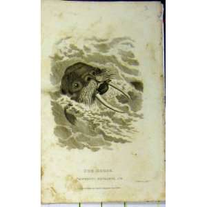   Tusks 1824 Natural History Whittaker Print Basire