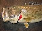 Largemouth Bass Fish Real Skin Mount Taxidermy Smallmou​.