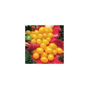  Tomato Ildi Patio, Lawn & Garden