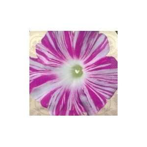  Sibyls Dance Morning Glory Seed Pack Patio, Lawn 