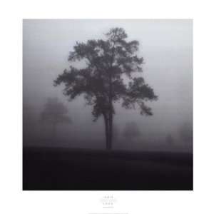  Fog Tree Study I   Poster by Jamie Cook (34 x 35)