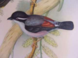 Vintage J. Gould Birds PTERUTHIUS ERYTHROPTERUS H&W  