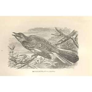  Mocking Bird 1862 WoodS Natural History Birds
