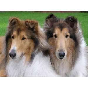  Two Sable Collies   Peel and Stick Wall Decal by 