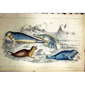   C1880 Colour Plate Nature Seal Mammals Sea Lion Print
