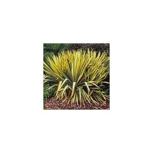 Yucca Color Guard PP#9,393 Shrub Patio, Lawn & Garden