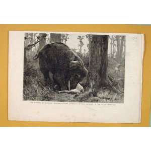  Elephant Shooting Paterson Hunting Hunt Malay India