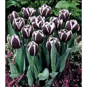  Black Jackpot Triumph Tulip 10 Bulbs Patio, Lawn & Garden