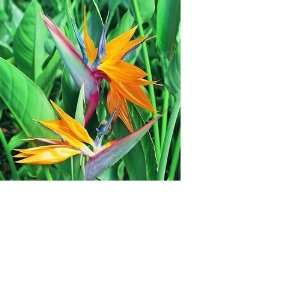  SPRING SPECIAL   Bird Of Paradise Seeds   2 Pack Patio 