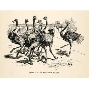  1902 Wood Engraving Ostrich Yard Coronado Beach Birds Zoo 