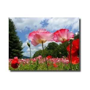  Field Of Poppies Asheville North Carolina Giclee Print 