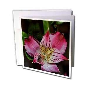  WhiteOak Photography Floral Prints   Photo of Tiger Lily 