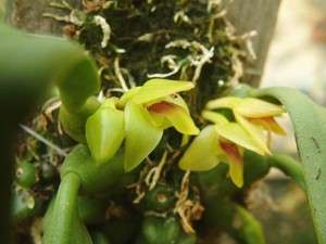 Orchid species seed Trias nasuta  