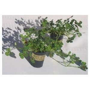  Four Leaf Clover Starter Plant Package Patio, Lawn 
