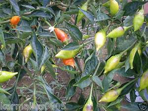   20+) HABANERO ARBOL (Tree Habanero) Pepper Seeds ****