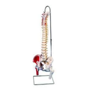 3B Scientific A58/3 Classic Flexible Spine Model with Femur Heads and 
