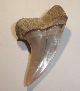HQ Fossil Shark Tooth Bakersfeild Massive Mako1.81 #F 641  