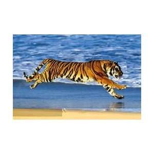  Wildlife Posters Tiger   Beach   61x91cm