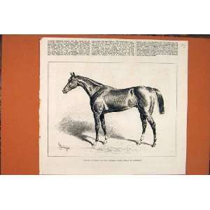  Chamant Racehorse Stakes Newmarket Races Print 1877