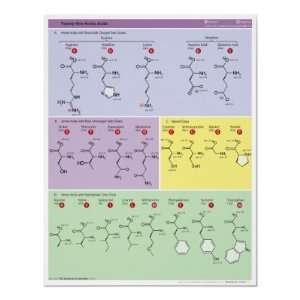   of Twenty One Amino Acid Chemical Molecules Posters