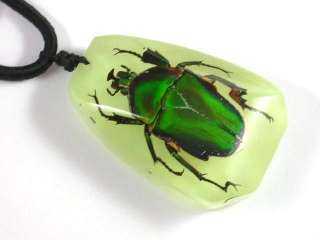 Real insects Necklace   Real June Bug Necklace Glowing  
