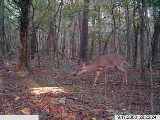 Keep Guard Digital Deer Hunting Scout Camera Spy Cam  