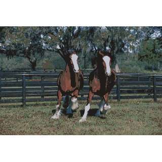   Safari 40146 Clydesdales Laminated Poster   Pack Of 3