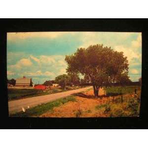  Cattle Ranch on Highway, Macon, MO 1960s Postcard not 