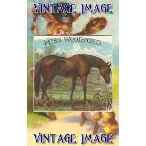   Fridge Magnet Horses Miss Woodford Vintage Image