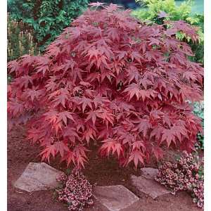    Red Japanese Maple By Collections Etc Patio, Lawn & Garden