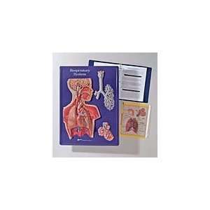  Respiratory System Activity Model Toys & Games