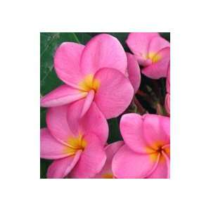  In Pink Plumeria   Frangipani   Rooted Plant. Patio, Lawn & Garden