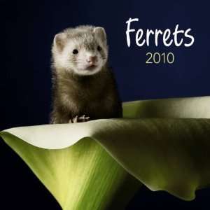  Ferrets 2010 Wall Calendar