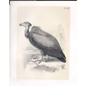 The Brown Vulture From Science Of Birds 1878 Jasper