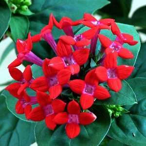  Rare Red Bouvardia Jasmine Plant   Delicate Fragrance 