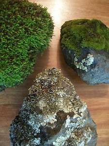 SMALL LIVING ROCKS Lichen Rocks, Mossy Rock Plants for Bonsai 