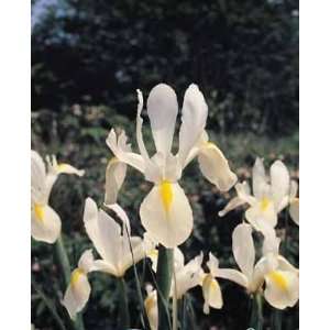 Iris x hollandica White Exelsior   8 to 9 cm, 100 per Box  