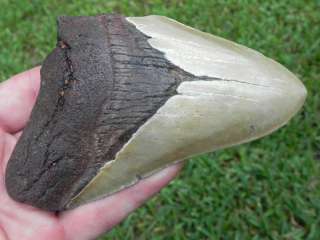 75f Megalodon Fossil Shark Tooth 100% GENUINE FOSSIL   