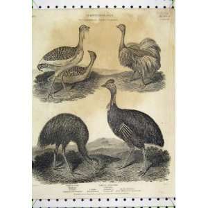   1805 Ornithology Ostrich Bustard Casowary Land Birds