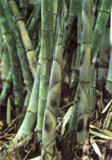 Dendrocalamus peculiaris   giant bamboo   20 seeds  