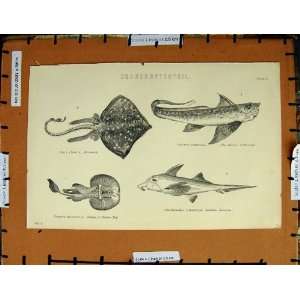   Antique Print C1800 1870 Thornback Rabbit Fish Torpedo